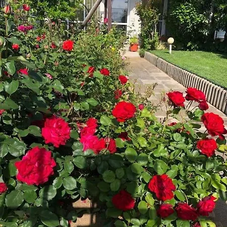 яна Case de vacanță
